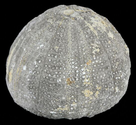 Eucosmus Fossil Echinoid (Sea Urchin) - Garsif, Morocco #61426